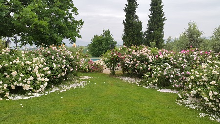Giardino in fiore