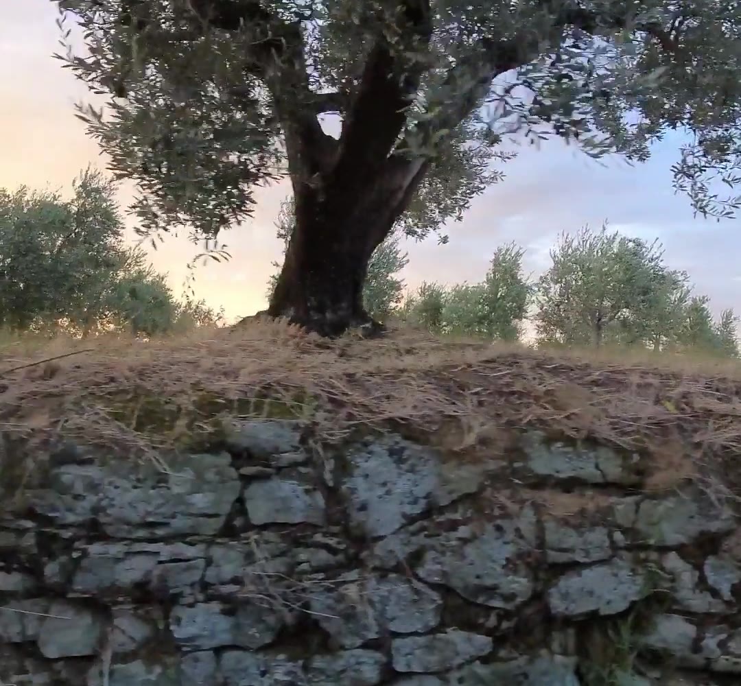 Un olivo secolare sopra un muretto a secco, al tramonto