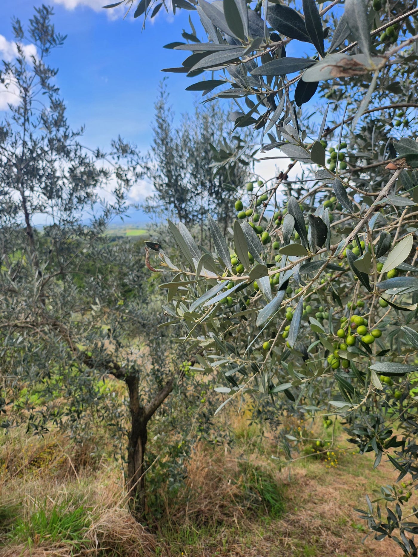 Un ramo d'olivo carico di olive