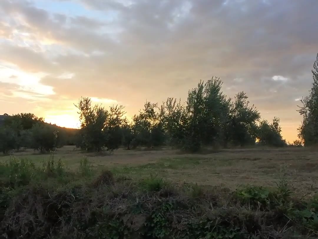 Tramonto sull'uliveto della Villetta